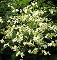 Perekowiec japoski - Styphnolobium japonica - 10 nasion